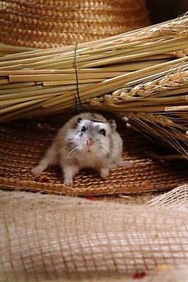 포토 JPG 동물 척추동물 한마리 육지동물 포유류 실내 사람없음 반려동물 벼 볏짚 쥐 밀짚모자 햄스터 집쥐 반려 국내포토 모자_잡화 1 곡류 내부 짚 설치류 파일형식