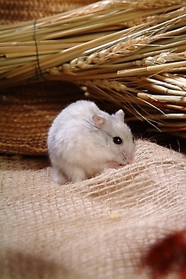 포토 JPG 동물 척추동물 한마리 육지동물 포유류 실내 사람없음 반려동물 벼 볏짚 쥐 밀짚모자 햄스터 집쥐 반려 국내포토 모자_잡화 1 곡류 내부 짚 설치류 파일형식