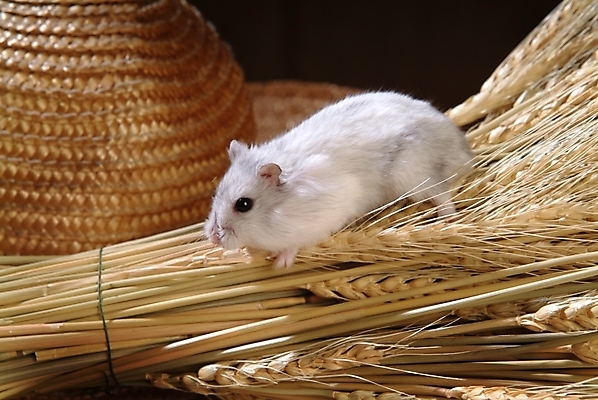 포토 JPG 동물 척추동물 한마리 육지동물 포유류 실내 사람없음 반려동물 벼 볏짚 쥐 밀짚모자 햄스터 집쥐 반려 국내포토 모자_잡화 1 곡류 내부 짚 설치류 파일형식