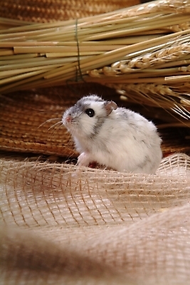 포토 JPG 동물 척추동물 한마리 육지동물 포유류 실내 사람없음 반려동물 벼 볏짚 쥐 밀짚모자 햄스터 집쥐 반려 국내포토 모자_잡화 1 곡류 내부 짚 설치류 파일형식