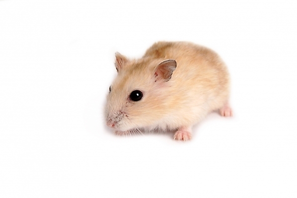 포토 JPG 스튜디오촬영 동물 척추동물 한마리 육지동물 포유류 사람없음 반려동물 쥐 햄스터 집쥐 로보로브스키 반려 국내포토 1 실내 설치류 파일형식