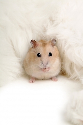 포토 JPG 스튜디오촬영 동물 척추동물 육지동물 포유류 사람없음 반려동물 쥐 터키시앙고라 햄스터 집쥐 로보로브스키 반려 반려묘 국내포토 실내 고양이 설치류 파일형식