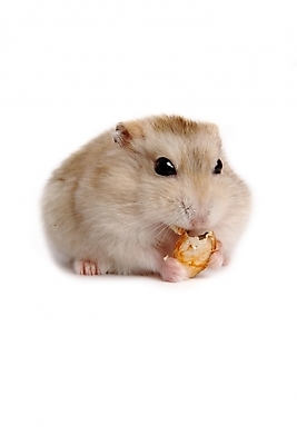 포토 JPG 스튜디오촬영 동물 척추동물 한마리 육지동물 포유류 사람없음 반려동물 쥐 햄스터 집쥐 로보로브스키 반려 국내포토 1 실내 설치류 파일형식