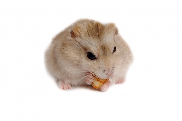 포토 JPG 스튜디오촬영 동물 척추동물 한마리 육지동물 포유류 사람없음 반려동물 쥐 햄스터 집쥐 로보로브스키 반려 국내포토 1 실내 설치류 파일형식