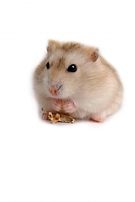 포토 JPG 스튜디오촬영 동물 척추동물 한마리 육지동물 포유류 사람없음 반려동물 쥐 햄스터 집쥐 로보로브스키 반려 국내포토 1 실내 설치류 파일형식