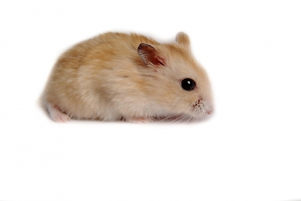 포토 JPG 스튜디오촬영 동물 척추동물 한마리 육지동물 포유류 사람없음 반려동물 쥐 햄스터 집쥐 로보로브스키 반려 국내포토 1 실내 설치류 파일형식