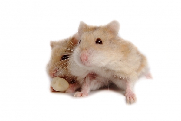 포토 JPG 스튜디오촬영 동물 척추동물 육지동물 두마리 포유류 사람없음 반려동물 쥐 햄스터 집쥐 로보로브스키 반려 국내포토 2 실내 설치류 파일형식