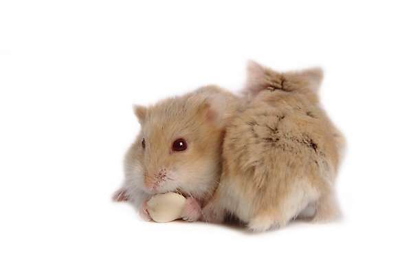 포토 JPG 스튜디오촬영 동물 척추동물 육지동물 두마리 포유류 사람없음 반려동물 쥐 햄스터 집쥐 로보로브스키 반려 국내포토 2 실내 설치류 파일형식