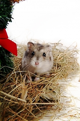 포토 JPG 스튜디오촬영 동물 척추동물 한마리 육지동물 포유류 사람없음 반려동물 볏짚 쥐 햄스터 집쥐 반려 블루사파이어 국내포토 1 실내 칵테일 짚 설치류 파일형식