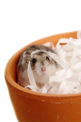 포토 JPG 스튜디오촬영 동물 척추동물 한마리 육지동물 화분 포유류 사람없음 반려동물 쥐 햄스터 집쥐 반려 블루사파이어 국내포토 1 실내 칵테일 설치류 파일형식