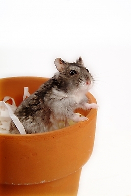 포토 JPG 스튜디오촬영 동물 척추동물 한마리 육지동물 화분 포유류 사람없음 반려동물 쥐 햄스터 집쥐 반려 블루사파이어 국내포토 1 실내 칵테일 설치류 파일형식