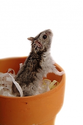 포토 JPG 스튜디오촬영 동물 척추동물 한마리 육지동물 화분 포유류 사람없음 반려동물 쥐 햄스터 집쥐 반려 블루사파이어 국내포토 1 실내 칵테일 설치류 파일형식