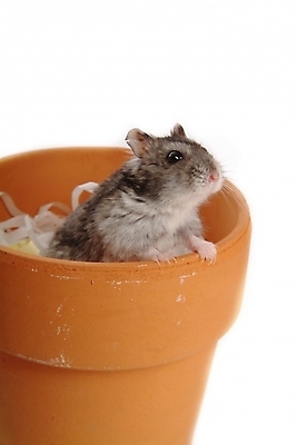 포토 JPG 스튜디오촬영 동물 척추동물 한마리 육지동물 화분 포유류 사람없음 반려동물 쥐 햄스터 집쥐 반려 블루사파이어 국내포토 1 실내 칵테일 설치류 파일형식