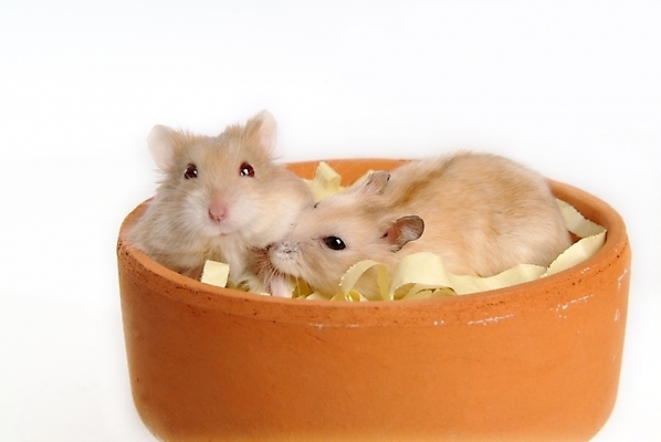 포토 JPG 스튜디오촬영 동물 척추동물 한마리 육지동물 화분 두마리 포유류 사람없음 반려동물 쥐 햄스터 집쥐 로보로브스키 반려 블루사파이어 국내포토 1 2 실내 칵테일 설치류 파일형식