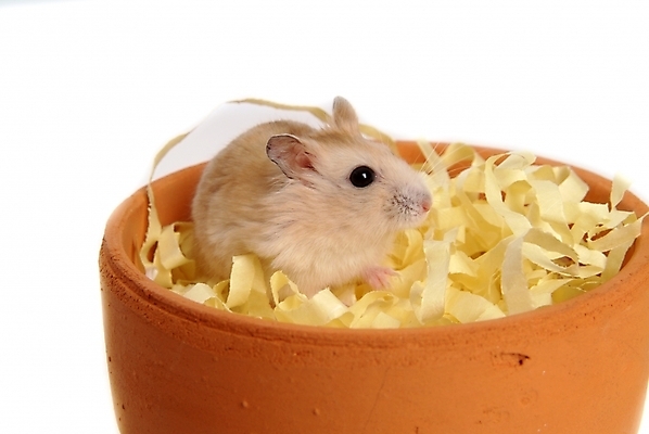 포토 JPG 스튜디오촬영 동물 척추동물 한마리 육지동물 화분 포유류 사람없음 반려동물 쥐 햄스터 집쥐 로보로브스키 반려 국내포토 1 실내 설치류 파일형식