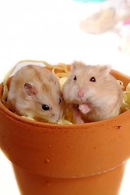 포토 JPG 스튜디오촬영 동물 척추동물 육지동물 화분 두마리 포유류 사람없음 반려동물 쥐 햄스터 집쥐 로보로브스키 반려 국내포토 2 실내 설치류 파일형식