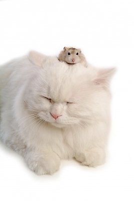 포토 JPG 스튜디오촬영 동물 척추동물 육지동물 두마리 포유류 사람없음 반려동물 고양이 쥐 터키시앙고라 햄스터 집쥐 로보로브스키 반려 페르시안 반려묘 국내포토 2 실내 설치류 파일형식