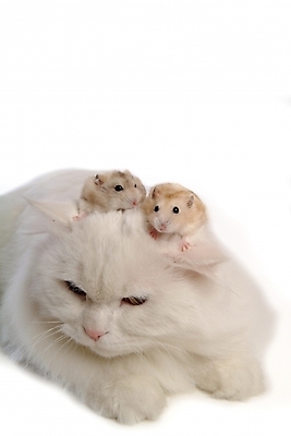 포토 JPG 스튜디오촬영 동물 척추동물 육지동물 두마리 포유류 사람없음 반려동물 고양이 쥐 터키시앙고라 햄스터 집쥐 로보로브스키 반려 페르시안 반려묘 국내포토 2 실내 설치류 파일형식