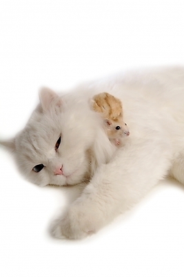 포토 JPG 스튜디오촬영 동물 척추동물 육지동물 두마리 포유류 사람없음 반려동물 고양이 쥐 터키시앙고라 햄스터 집쥐 로보로브스키 반려 페르시안 반려묘 국내포토 2 실내 설치류 파일형식