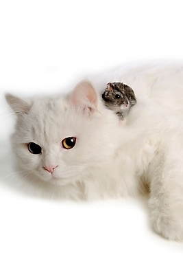 포토 JPG 스튜디오촬영 동물 척추동물 육지동물 두마리 포유류 사람없음 반려동물 고양이 쥐 터키시앙고라 햄스터 집쥐 반려 블루사파이어 페르시안 반려묘 국내포토 2 실내 칵테일 설치류 파일형식