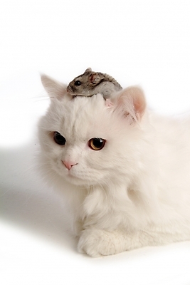 포토 JPG 스튜디오촬영 동물 척추동물 육지동물 두마리 포유류 사람없음 반려동물 고양이 쥐 터키시앙고라 햄스터 집쥐 반려 블루사파이어 페르시안 반려묘 국내포토 2 실내 칵테일 설치류 파일형식