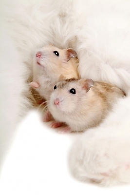 포토 JPG 스튜디오촬영 동물 척추동물 육지동물 두마리 포유류 사람없음 반려동물 고양이 쥐 터키시앙고라 햄스터 집쥐 로보로브스키 반려 반려묘 국내포토 2 실내 설치류 파일형식
