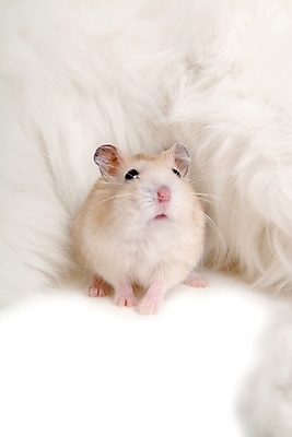 포토 JPG 스튜디오촬영 동물 척추동물 육지동물 두마리 포유류 사람없음 반려동물 쥐 햄스터 집쥐 반려 국내포토 2 실내 설치류 파일형식