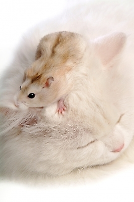 포토 JPG 스튜디오촬영 동물 척추동물 육지동물 두마리 포유류 사람없음 반려동물 고양이 쥐 터키시앙고라 햄스터 집쥐 로보로브스키 반려 페르시안 반려묘 국내포토 2 실내 설치류 파일형식