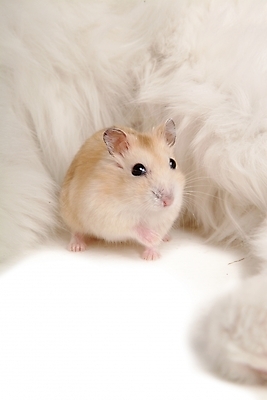 포토 JPG 스튜디오촬영 동물 척추동물 육지동물 두마리 포유류 사람없음 반려동물 고양이 쥐 터키시앙고라 햄스터 집쥐 로보로브스키 반려 반려묘 국내포토 2 실내 설치류 파일형식