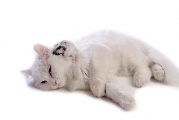 포토 JPG 스튜디오촬영 동물 척추동물 육지동물 두마리 포유류 사람없음 반려동물 고양이 쥐 터키시앙고라 햄스터 집쥐 반려 페르시안 반려묘 국내포토 2 실내 설치류 파일형식