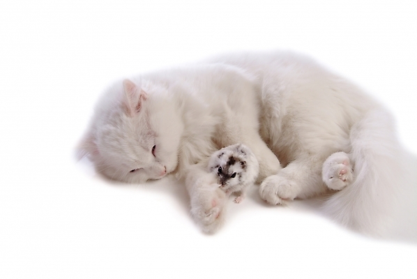 포토 JPG 스튜디오촬영 동물 척추동물 육지동물 두마리 포유류 사람없음 반려동물 고양이 쥐 터키시앙고라 햄스터 집쥐 반려 페르시안 반려묘 국내포토 2 실내 설치류 파일형식