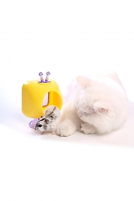 포토 JPG 스튜디오촬영 동물 척추동물 한마리 육지동물 두마리 포유류 사람없음 반려동물 장난감 고양이 쥐 터키시앙고라 햄스터 집쥐 반려 반려묘 국내포토 1 2 실내 설치류 파일형식