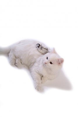 포토 JPG 스튜디오촬영 동물 척추동물 육지동물 두마리 포유류 사람없음 반려동물 고양이 쥐 터키시앙고라 햄스터 집쥐 반려 페르시안 반려묘 국내포토 2 실내 설치류 파일형식