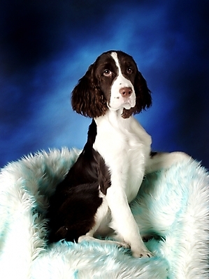 포토 JPG 동물 척추동물 한마리 육지동물 반려견 의자 포유류 실내 사람없음 반려동물 스패니얼 개 강아지 반려 스프링거스파니엘 국내포토 1 가구 내부 파일형식