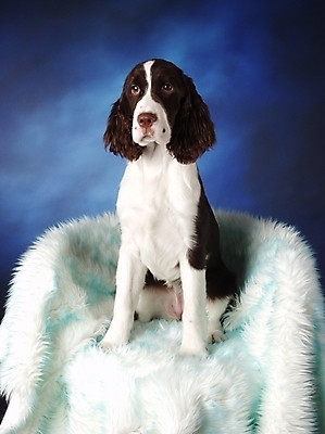 포토 JPG 동물 척추동물 한마리 육지동물 반려견 의자 포유류 실내 사람없음 반려동물 스패니얼 개 강아지 반려 스프링거스파니엘 국내포토 1 가구 내부 파일형식