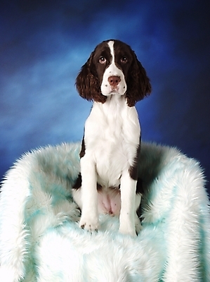 포토 JPG 동물 척추동물 한마리 육지동물 반려견 의자 포유류 실내 사람없음 반려동물 스패니얼 개 강아지 반려 스프링거스파니엘 국내포토 1 가구 내부 파일형식