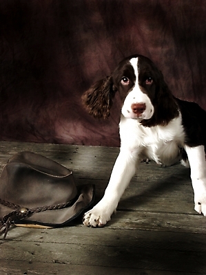 포토 JPG 동물 척추동물 모자 한마리 육지동물 반려견 포유류 실내 사람없음 반려동물 스패니얼 개 강아지 반려 스프링거스파니엘 국내포토 1 잡화 내부 파일형식