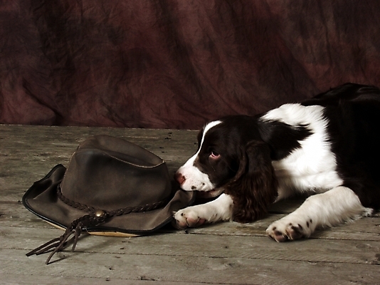 포토 JPG 동물 척추동물 모자 한마리 육지동물 반려견 포유류 실내 사람없음 반려동물 스패니얼 개 강아지 반려 스프링거스파니엘 국내포토 1 잡화 내부 파일형식