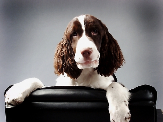 포토 JPG 동물 척추동물 한마리 육지동물 반려견 가구 포유류 실내 사람없음 반려동물 소파 스패니얼 개 강아지 반려 스프링거스파니엘 국내포토 1 생활용품 의자 내부 파일형식