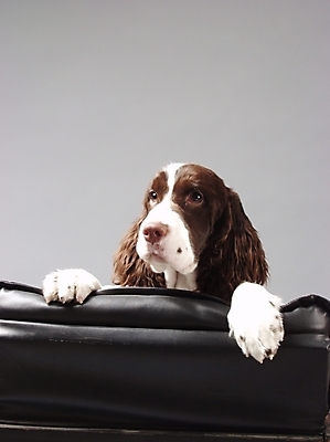 포토 JPG 동물 척추동물 한마리 육지동물 반려견 가구 포유류 실내 사람없음 반려동물 소파 스패니얼 개 강아지 반려 스프링거스파니엘 국내포토 1 생활용품 의자 내부 파일형식