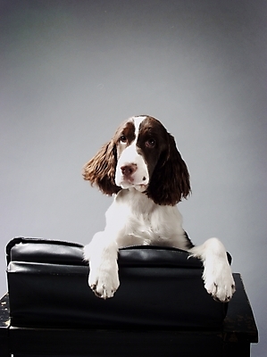포토 JPG 동물 척추동물 한마리 육지동물 반려견 가구 포유류 실내 사람없음 반려동물 소파 스패니얼 개 강아지 반려 스프링거스파니엘 국내포토 1 생활용품 의자 내부 파일형식