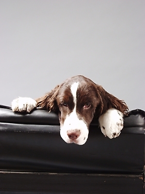 포토 JPG 동물 척추동물 한마리 육지동물 반려견 가구 포유류 실내 사람없음 반려동물 소파 스패니얼 개 강아지 반려 스프링거스파니엘 국내포토 1 생활용품 의자 내부 파일형식