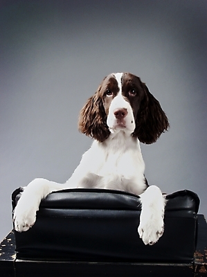 포토 JPG 동물 척추동물 한마리 육지동물 반려견 가구 포유류 실내 사람없음 반려동물 소파 스패니얼 개 강아지 반려 스프링거스파니엘 국내포토 1 생활용품 의자 내부 파일형식