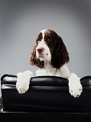포토 JPG 동물 척추동물 한마리 육지동물 반려견 가구 포유류 실내 사람없음 반려동물 소파 스패니얼 개 강아지 반려 스프링거스파니엘 국내포토 1 생활용품 의자 내부 파일형식