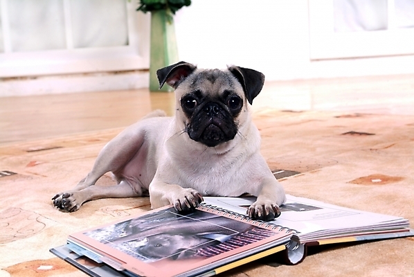 포토 JPG 식물 동물 척추동물 한마리 육지동물 꽃 반려견 포유류 실내 사람없음 책 반려동물 다이어리 꽃병 카펫 개 강아지 앨범 반려 퍼그 국내포토 1 내부 사무용품 파일형식