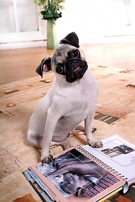 포토 JPG 식물 동물 척추동물 한마리 육지동물 꽃 반려견 포유류 실내 사람없음 책 반려동물 다이어리 꽃병 카펫 개 강아지 앨범 반려 퍼그 국내포토 1 내부 사무용품 파일형식