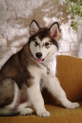 포토 JPG 식물 동물 척추동물 한마리 육지동물 반려견 포유류 실내 사람없음 반려동물 인테리어 개 강아지 썰매개 알래스칸말라뮤트 말라비 반려 국내포토 1 디자인 내부 파일형식