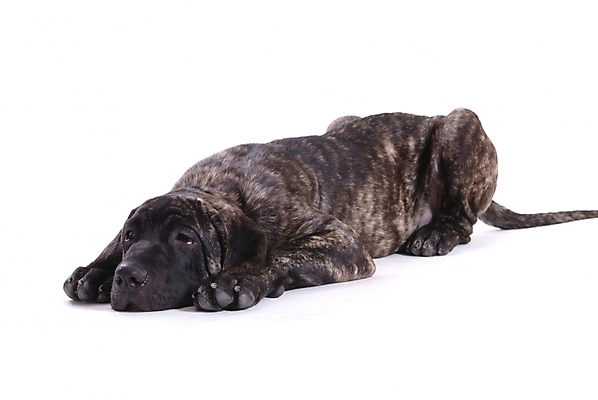 포토 JPG 스튜디오촬영 동물 척추동물 한마리 육지동물 반려견 포유류 사람없음 반려동물 개 강아지 브라질리안가드도그 맹견 반려 힐라 국내포토 1 실내 파일형식