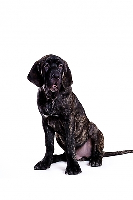 포토 JPG 스튜디오촬영 동물 척추동물 한마리 육지동물 반려견 포유류 사람없음 반려동물 개 강아지 브라질리안가드도그 맹견 반려 힐라 국내포토 1 실내 파일형식