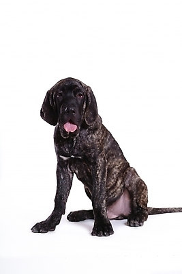 포토 JPG 스튜디오촬영 동물 척추동물 한마리 육지동물 반려견 포유류 사람없음 반려동물 개 강아지 브라질리안가드도그 맹견 반려 힐라 국내포토 1 실내 파일형식